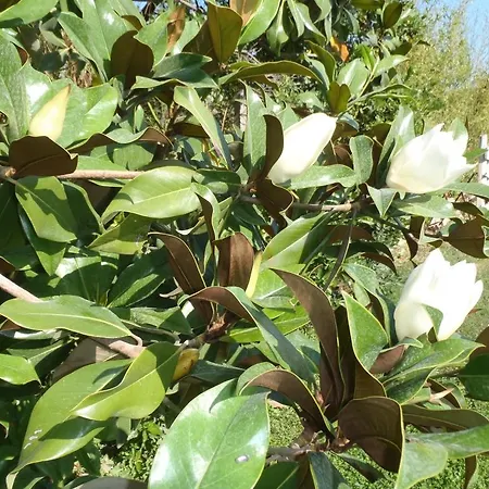 圣苏西住宿加早餐别墅酒店 住宿加早餐酒店 奇维塔韦基亚