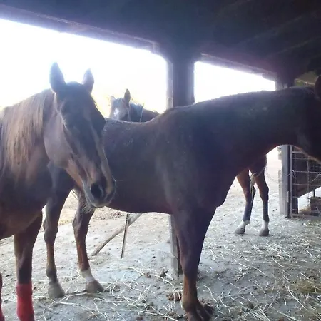 圣苏西住宿加早餐别墅酒店 住宿加早餐酒店 3*