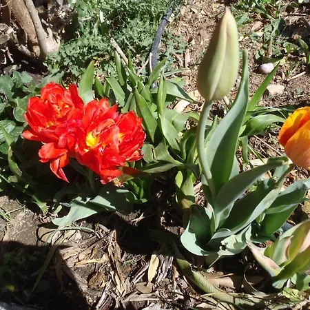 圣苏西住宿加早餐别墅酒店 奇维塔韦基亚