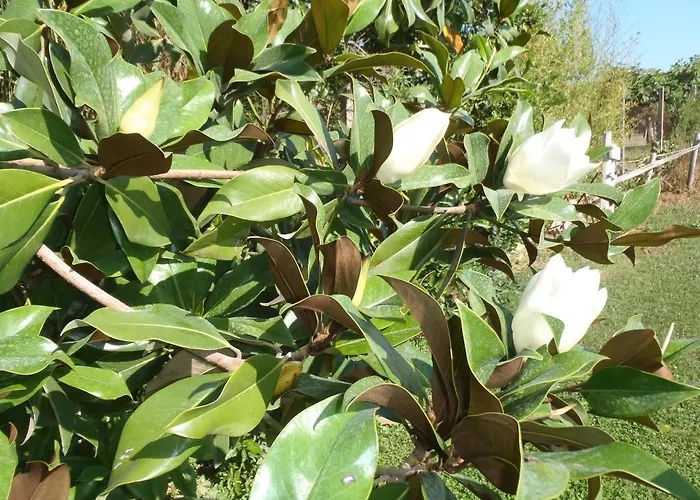 Sans Souci Bed & Breakfast Civitavecchia