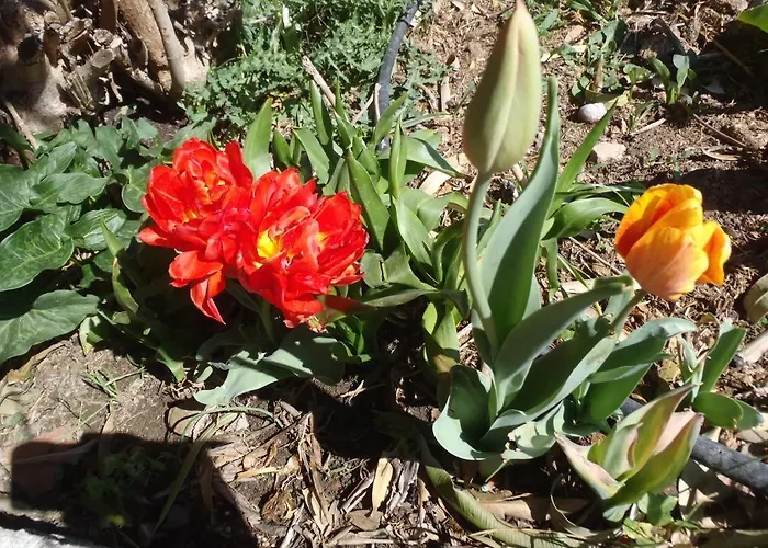 Sans Souci Civitavecchia